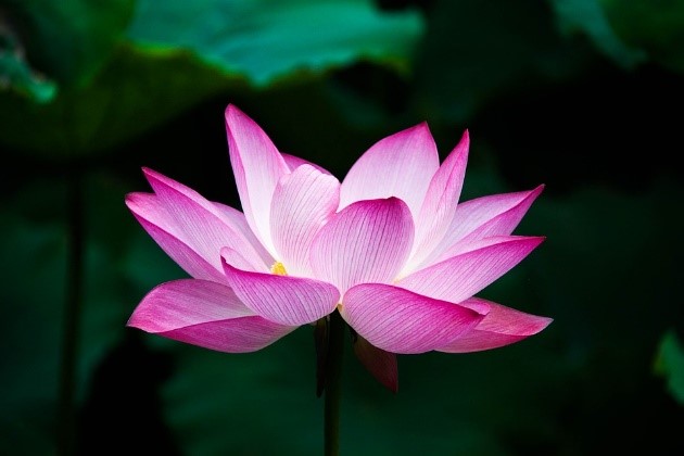 fleur-lotus