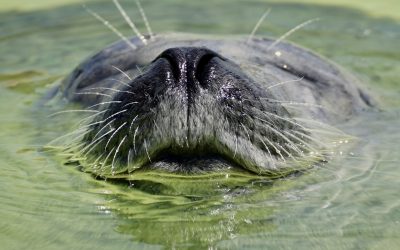 Comment garder la tête hors de l’eau pendant votre recherche d’emploi