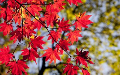 Les joies de l’automne